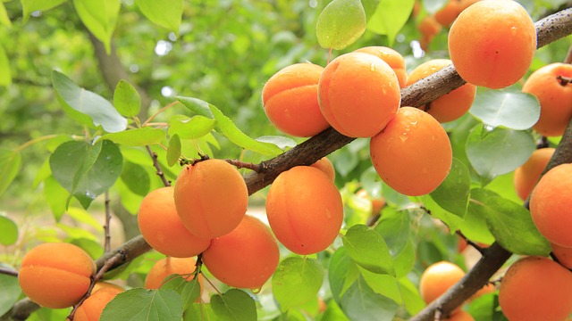 Opomíjená meruňka má v sobě spousty prospěšných vitamínů